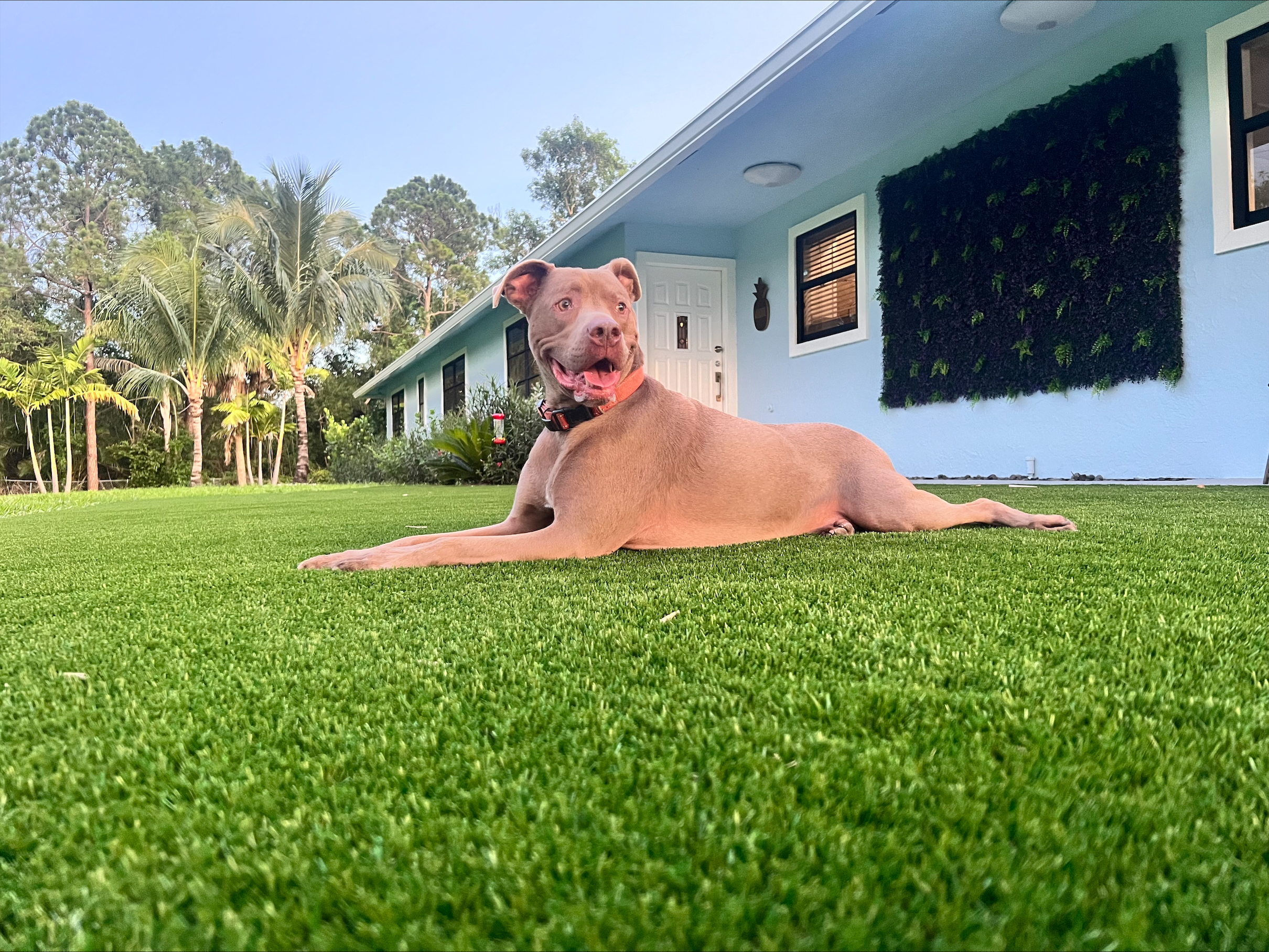 Contact Us - Artificial Turf Guy - Palm Beach County